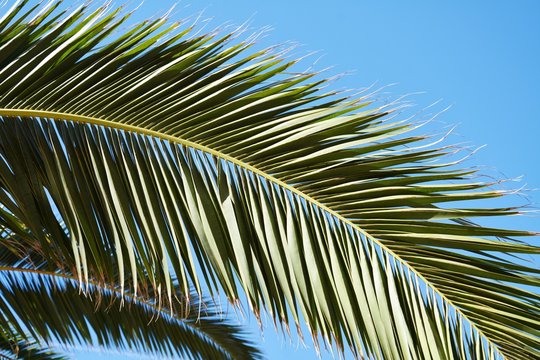 Palma leaf against blue sky, tropical background
