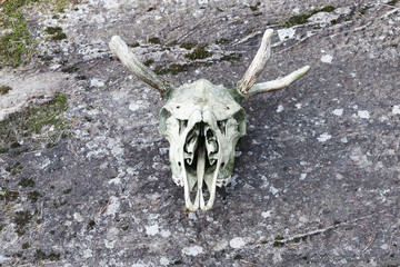 Moose skull on a rock