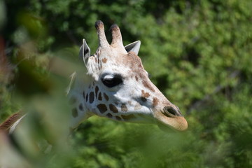 Giraffe