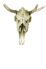 Moose skul on a white background isolated
