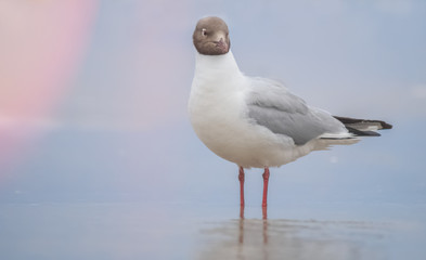 Möwe Porträt