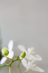 Young orchids on grey background, isolated. Copyspace. Minimal composition photography, blurred, selective focus.