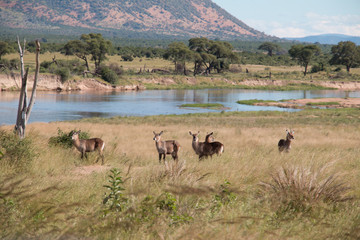 A group of waterbucks in Ruaha National Park