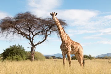 Foto op Plexiglas Een grote giraf in een Ruaha National Park © Peter