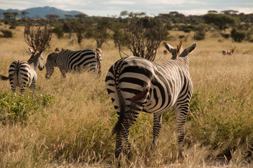 Fototapeta na wymiar A wounded zebra in Ruaha National Park