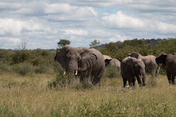 A herd of elephants grazing in Ruaha National Park