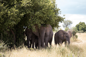 A herd of elephants under a tree shade in Ruaha National Park