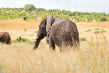 Naklejka na ściany i meble An elephant grazing in Ruaha National Park