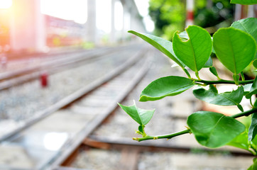 railroad tracks, railway, track, rail