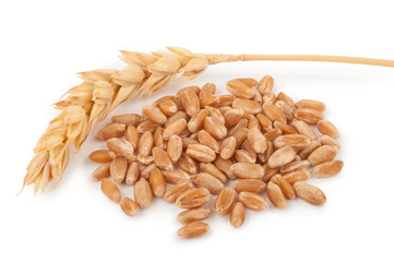 Ear of wheat and wheat grains