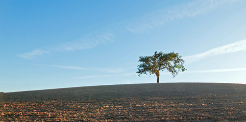 California Valley Oak Tree in plowed fields under clear blue skies in Paso Robles wine country in Central California United States of America