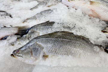 White sea bass on ice at the fish market, selected focus.