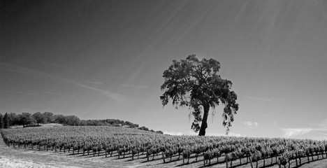 California Valley Oak Tree in plowed fields under clear blue skies in Paso Robles wine country in...