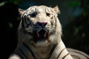 動物園のホワイトタイガー
