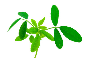 Medicinal plant: Melilotus officinalis (Yellow Sweet Clower)herb