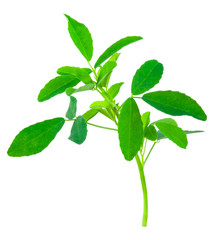 Medicinal plant: Melilotus officinalis (Yellow Sweet Clower)herb