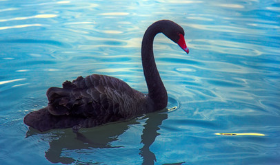 Australian black Swan feeding on pond