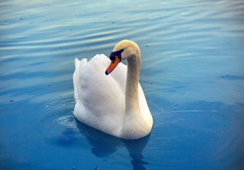 Fototapeta premium Mute Swan said most beautiful Regal bird