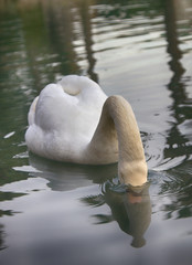Mute Swan said most beautiful Regal bird