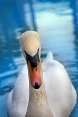 Mute Swan said most beautiful Regal bird