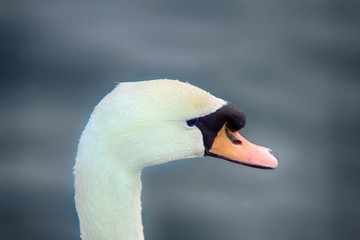 Mute Swan said most beautiful Regal bird