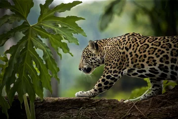 Foto op Plexiglas Jaguar (Panthera onca), Belize © Enrique