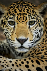 Jaguar (Panthera onca), Belize