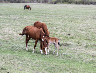 Foal and horses .