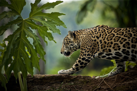 Jaguar (Panthera onca), Belize