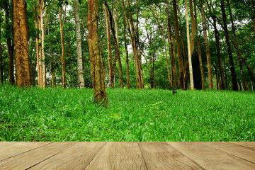 Empty top wooden table on green grass with trees in forest