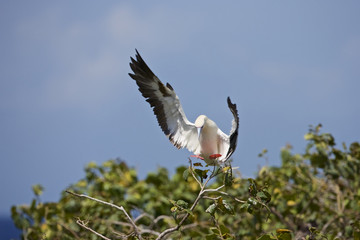 Red-footed Booby (Sula sula) white phase. Halfmoon Caye Audubon Sanctuary, Belize.