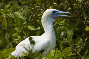 Red-footed Booby (Sula sula) white phase. Halfmoon Caye Audubon Sanctuary, Belize.