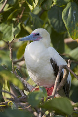 Red-footed Booby (Sula sula) white phase. Halfmoon Caye Audubon Sanctuary, Belize.