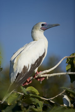 Red-footed Booby (Sula sula) white phase. Halfmoon Caye Audubon Sanctuary, Belize.