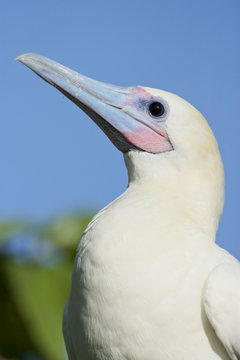 Red-footed Booby (Sula sula) white phase. Halfmoon Caye Audubon Sanctuary, Belize.