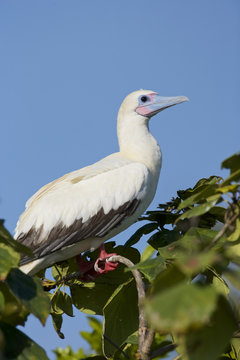 Red-footed Booby (Sula sula) white phase. Halfmoon Caye Audubon Sanctuary, Belize.