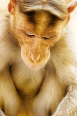 Entertaining portraits of Indian monkey