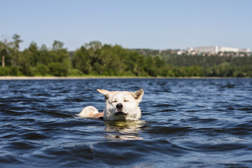 Funny dog of breeds Japanese Akita inu sails with closed eyes and ears in different directions in a beautiful river on the city and natural background in summer on a bright sunny day.