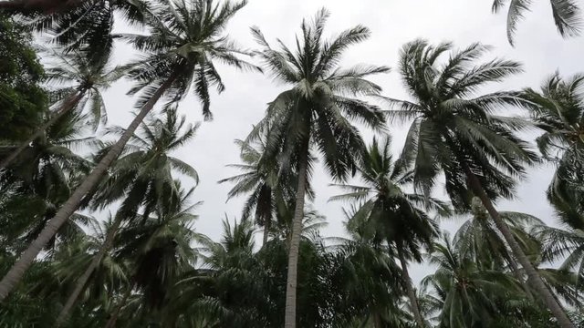 swaying coconut palm trees in jungles. weather exchange. before storm