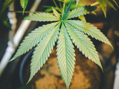 Close Up Marijuana Leaf Growing on Indoor Cannabis Plant