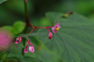 Hardy begonia