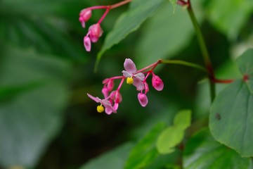 Hardy begonia