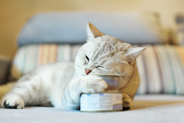 gray shorthair cat and food can