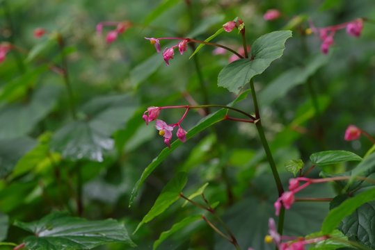 Hardy begonia