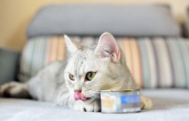 gray shorthair cat and food can
