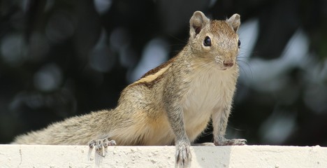 squirrel