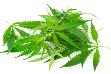 Cannabis (marijuana) plants