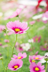 Flower garden in the field, pink flowers on the nice happy day