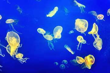 Obraz na płótnie Canvas Jellyfishes in a blue background
