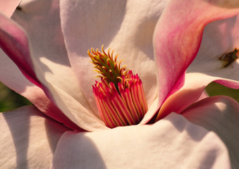 Obrazy na Szkle  Spring Magnolia